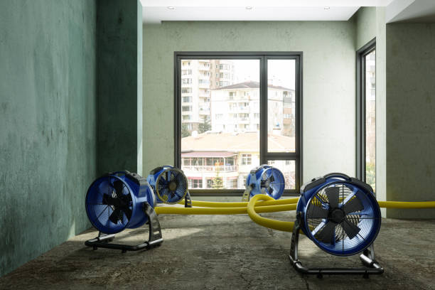 Best Mold removal after water damage  in Virginia, MN
