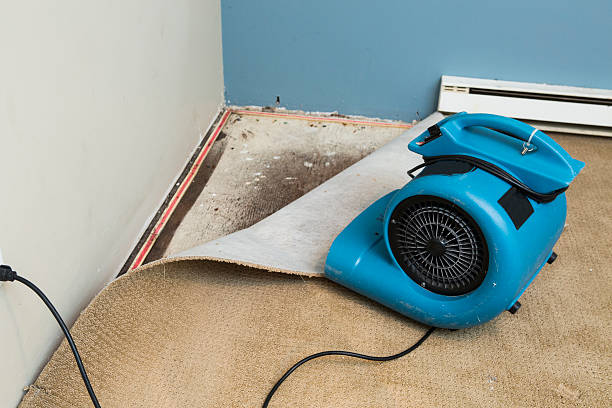 Best Water damage mitigation services  in Virginia, MN